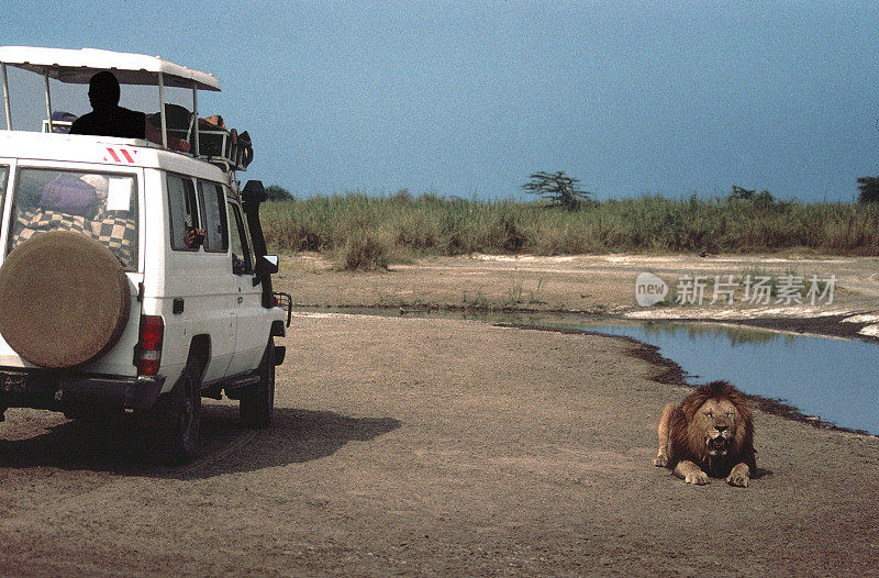 Lion unconcerned by tourists